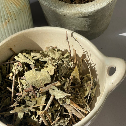 Salvia Real